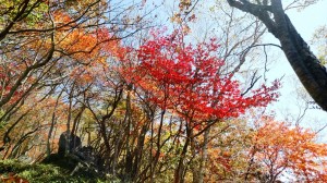 黒檜山(赤城)に行ってきました